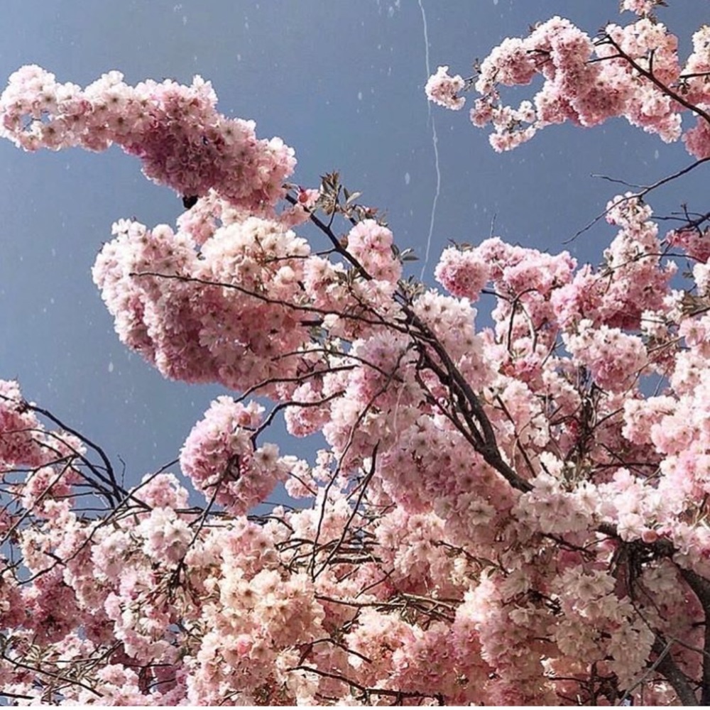 Meet your Posher, Ally